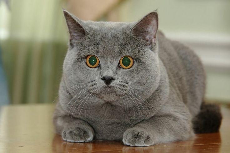 British Shorthair Cat sitting