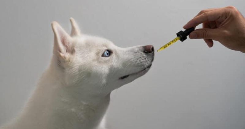 Dog taking cbd oil